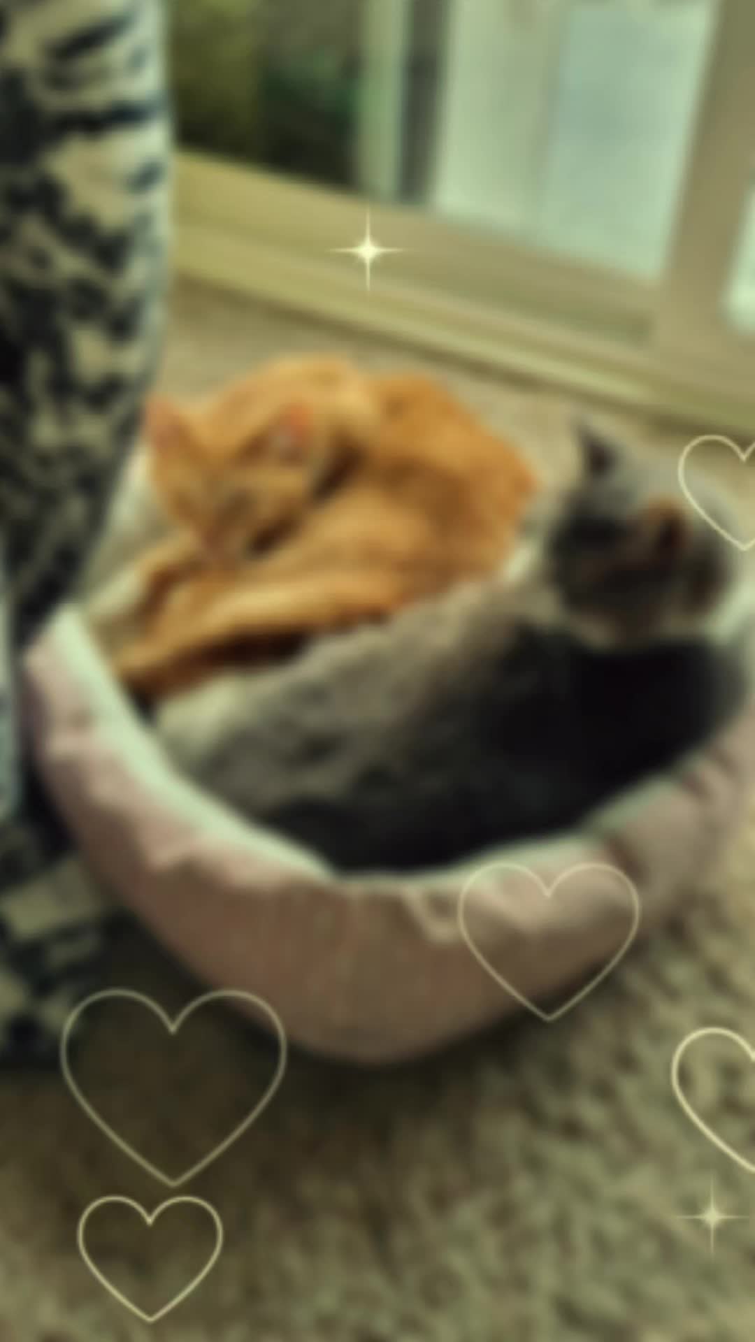 @🐈🐈&zwj;⬛️M&iexcl;ssK&iexcl;tty🐈&zwj;⬛️🐈