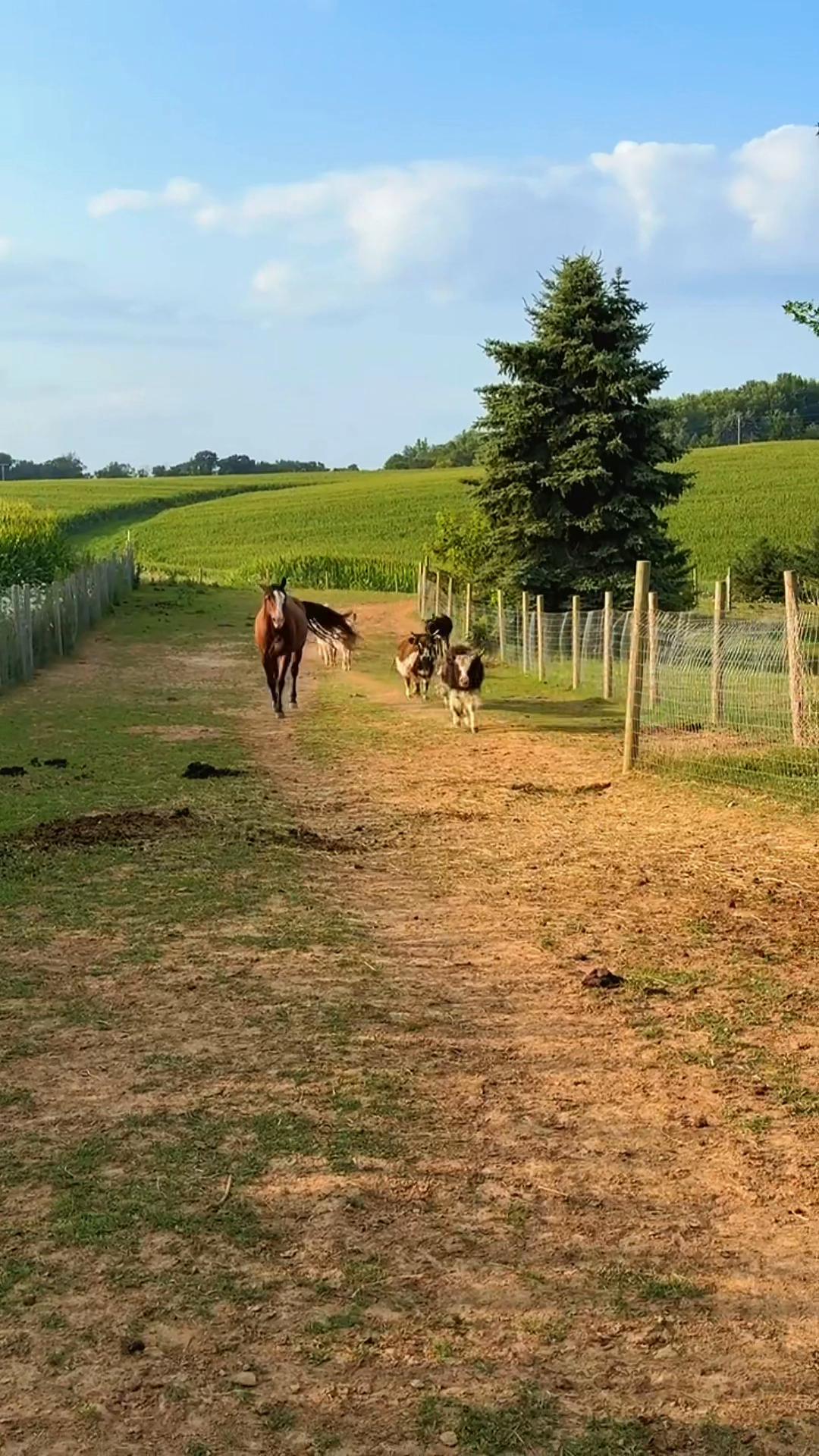 @Wild Pyle Acres