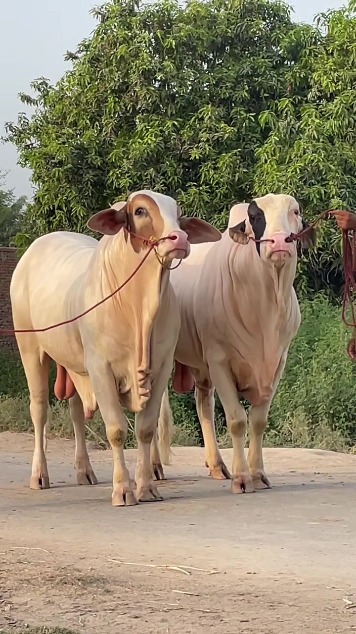@Ustad Jee Cattle Farm