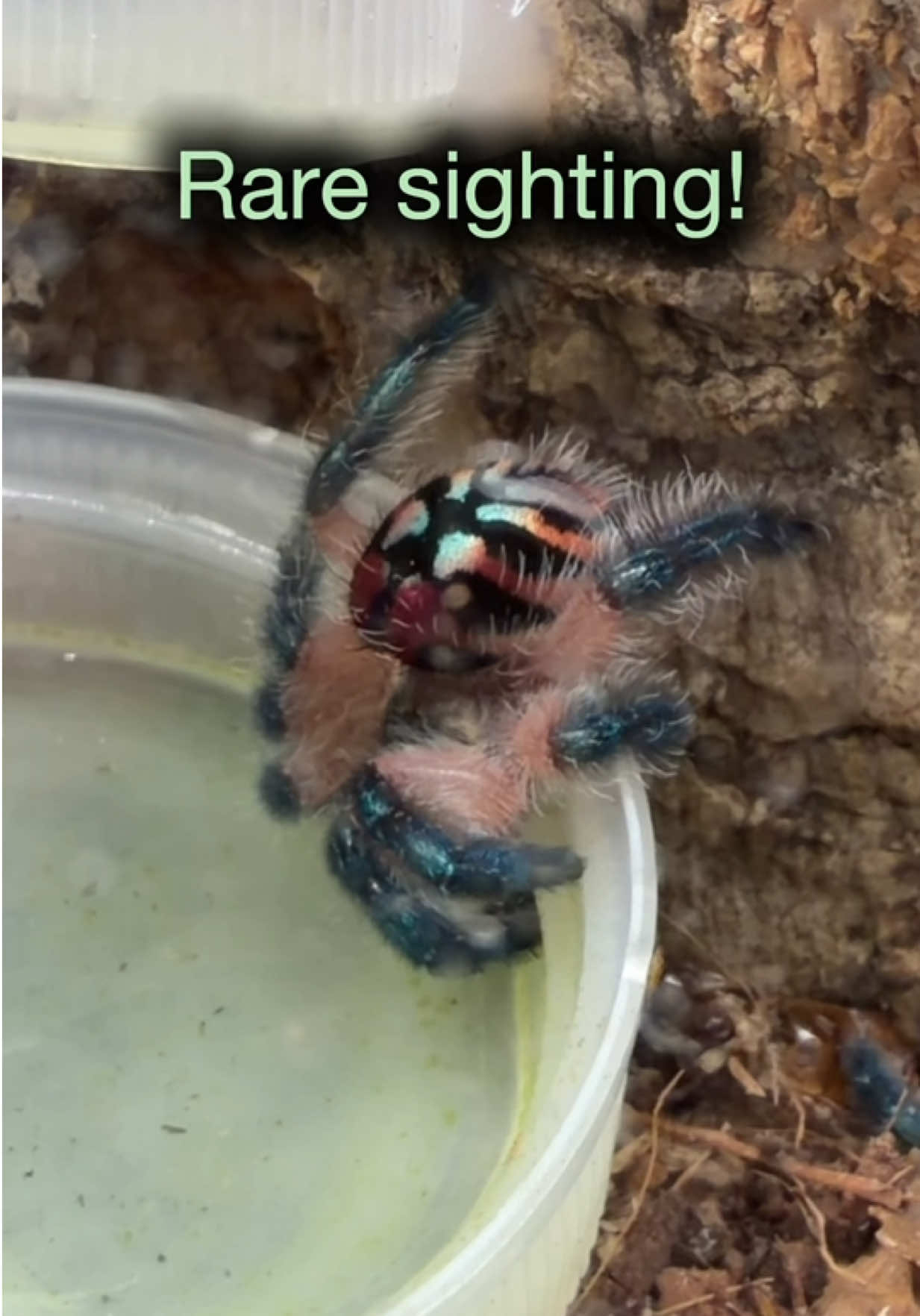 @Spider Conservatory