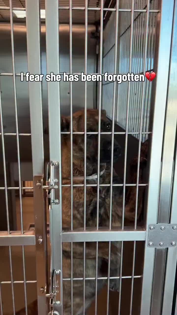 @Cane Corsos