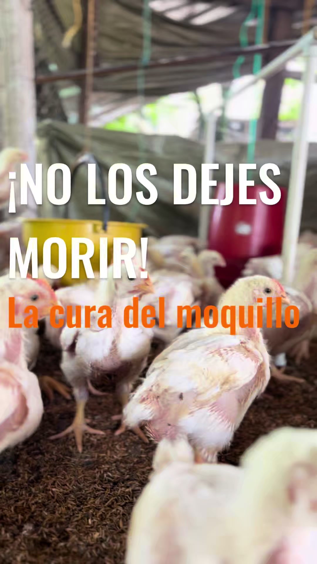 @elmagnatedelospollos