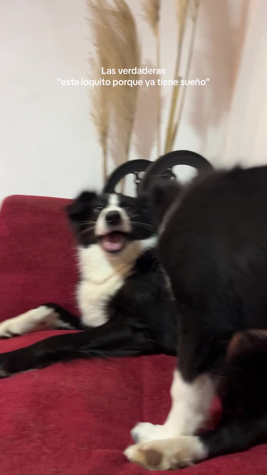 @๐ผ ๐ ๐ ๐ ๐ ๐