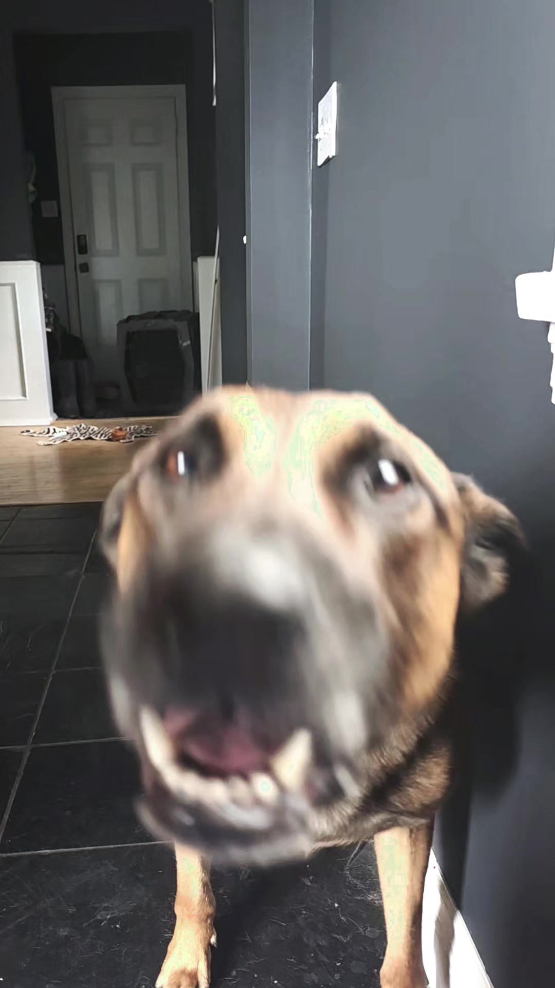 @Steph-RaisingHell.Hounds🇨🇦