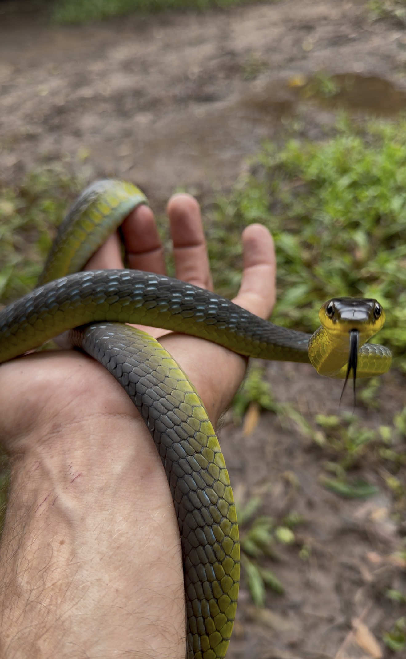 @Snake Catcher Dan