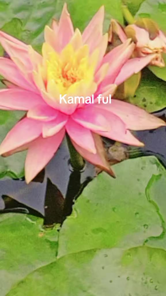 @Aruna Pangdhak Limbu