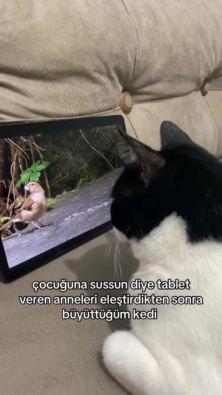 @eda ✩₊˚.⋆☾𓃠☽⋆⁺₊✧