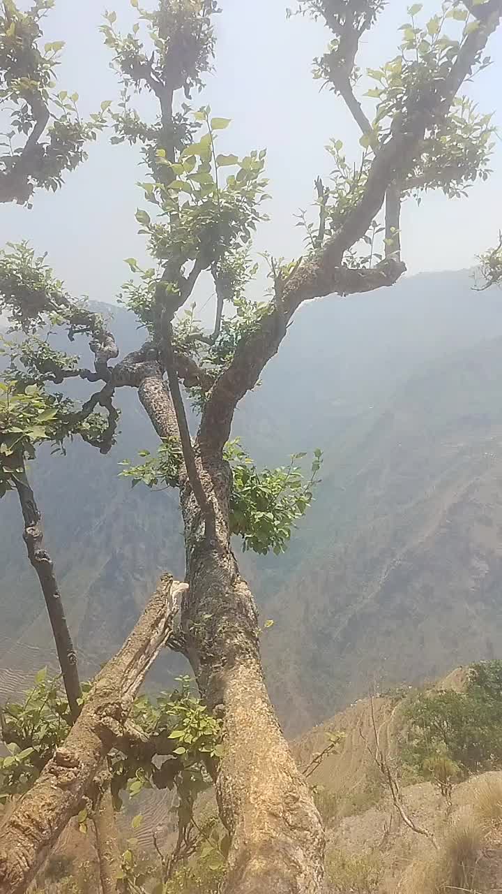 @mr prakashauji