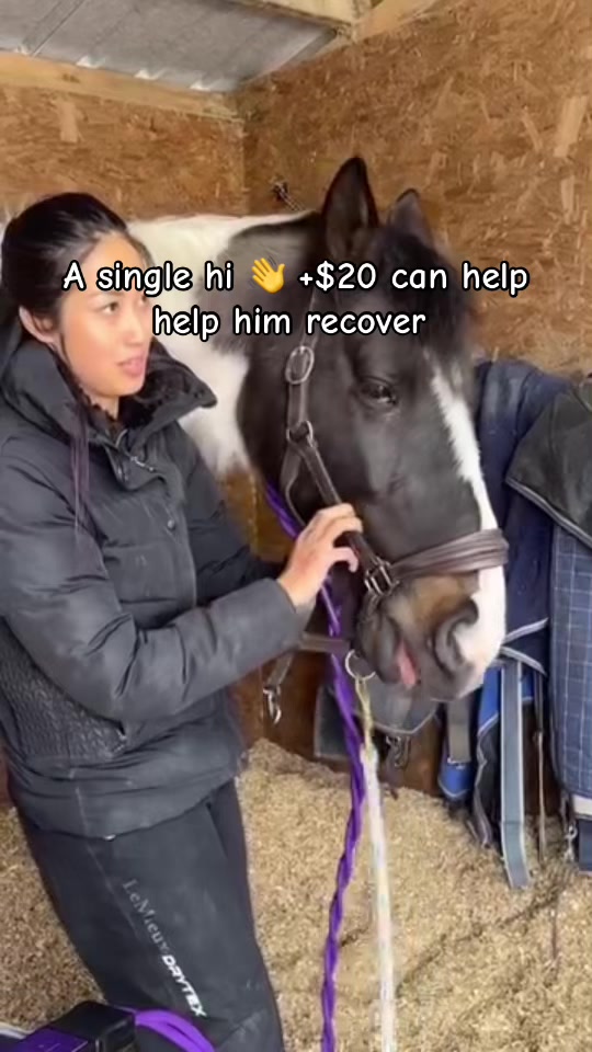 @maverickhorserescueorg