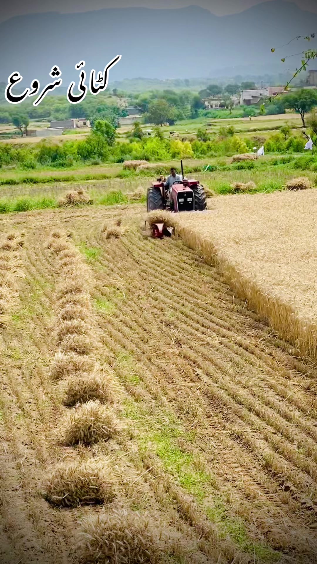 @اعوان زرعی فارم 🌾