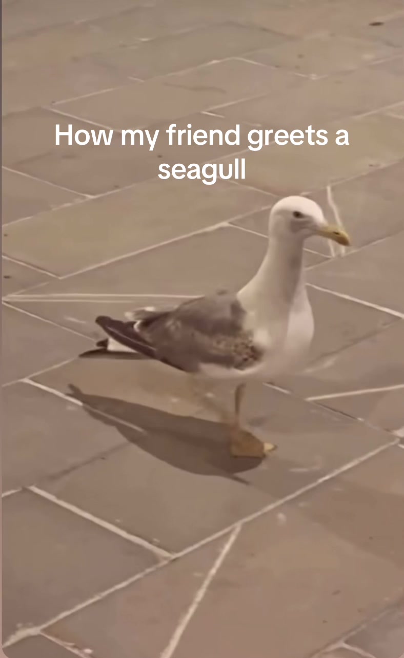 @Sofia Laurell