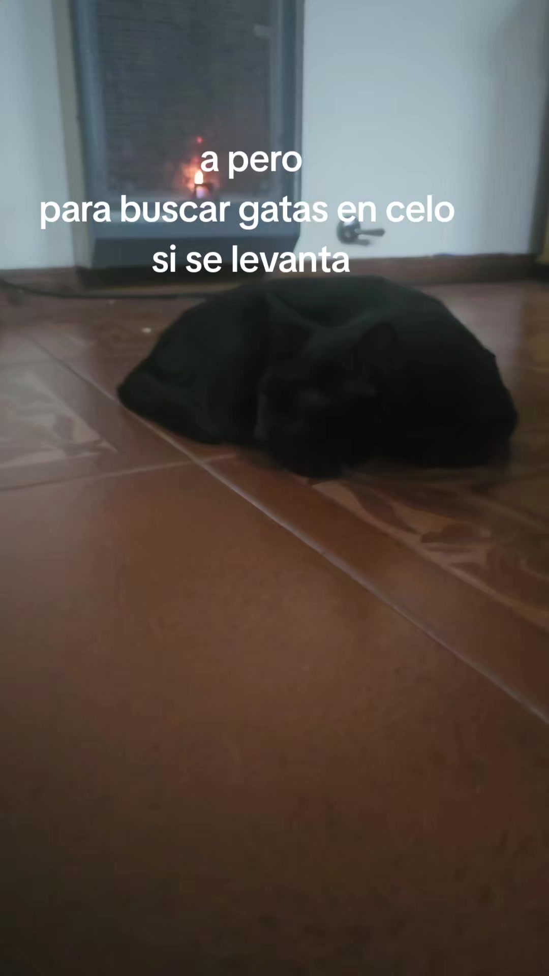 @Hamun