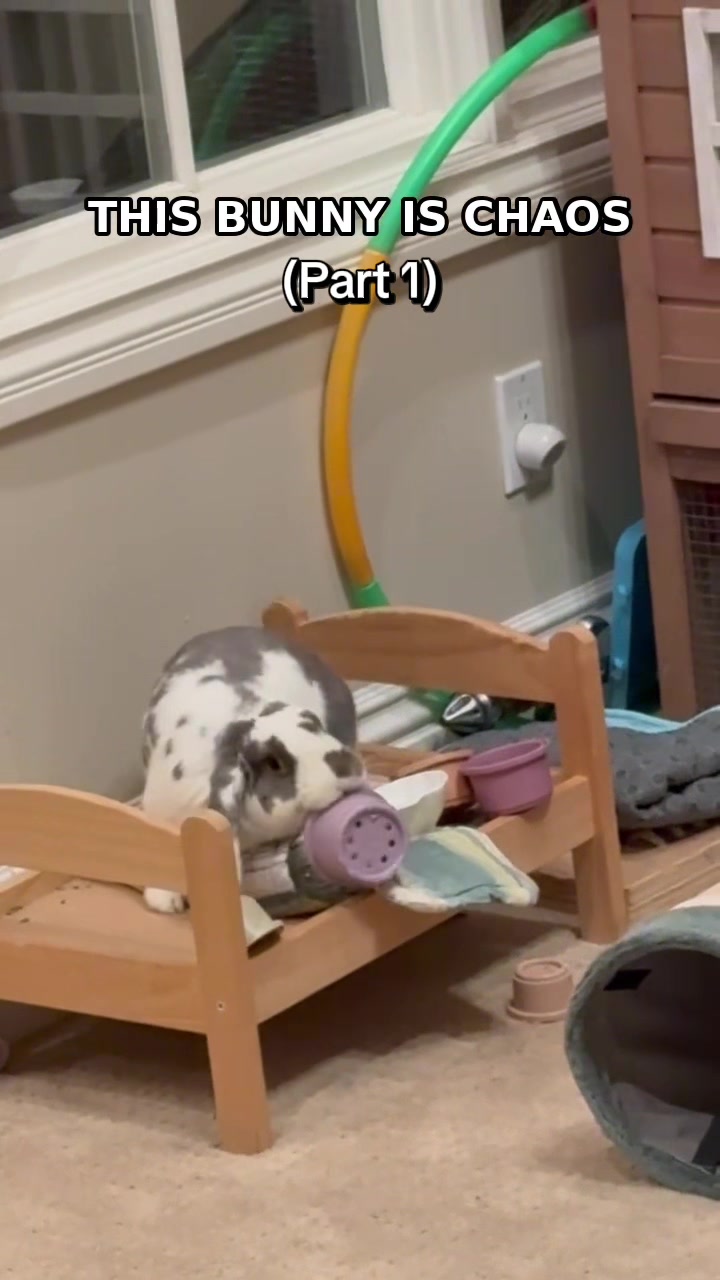 @Bini the Bunny