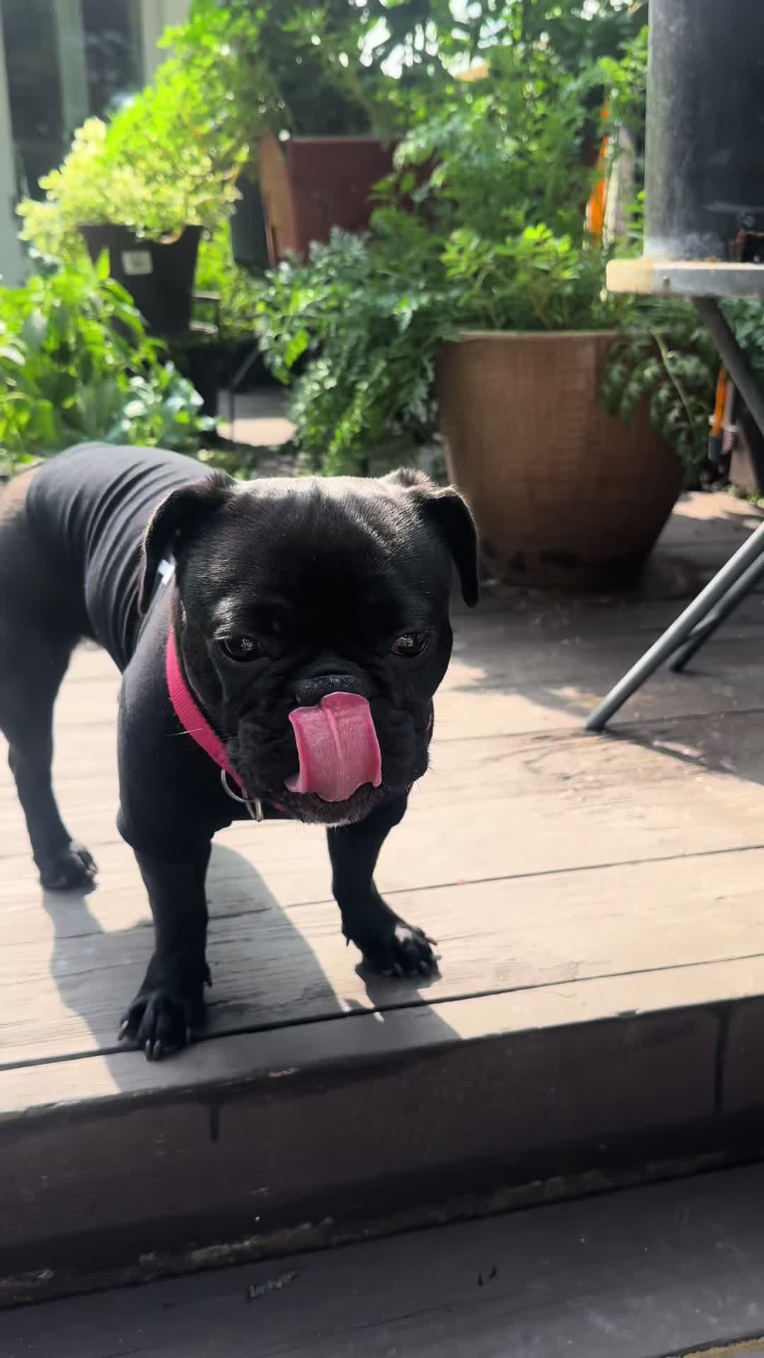 @Hound House Treats