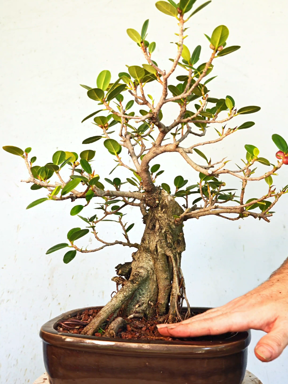 @Bryan Loves Bonsai