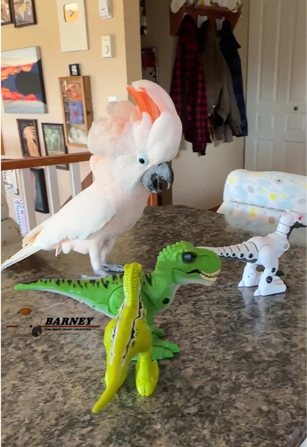 @Barney the West Coast Cockatoo