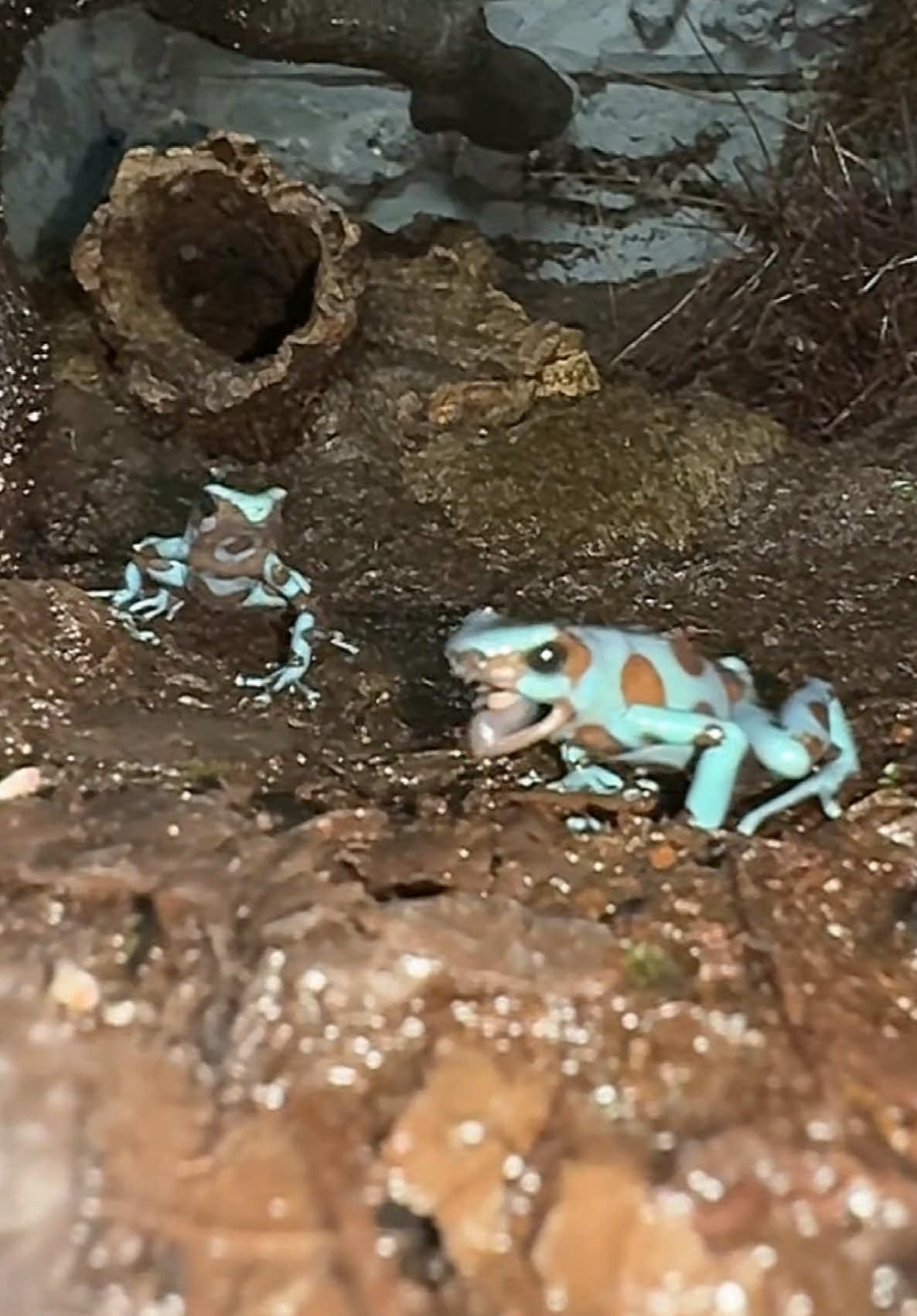 @Tommys_reptiles