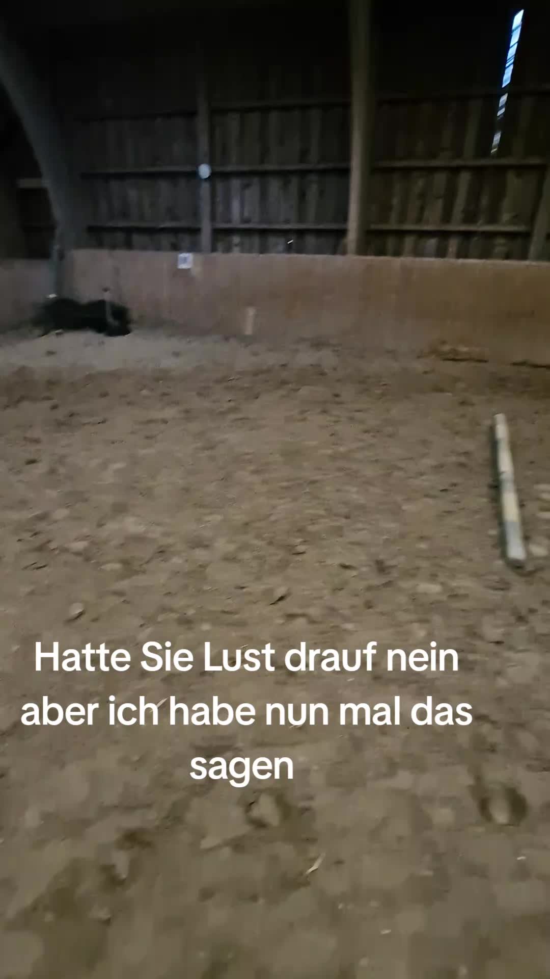 @Katinka, Peach 🐴 und Toffee🐶