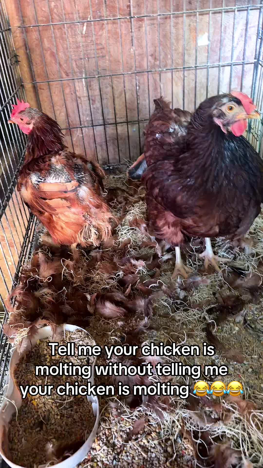 @NonniesFunnyFarm