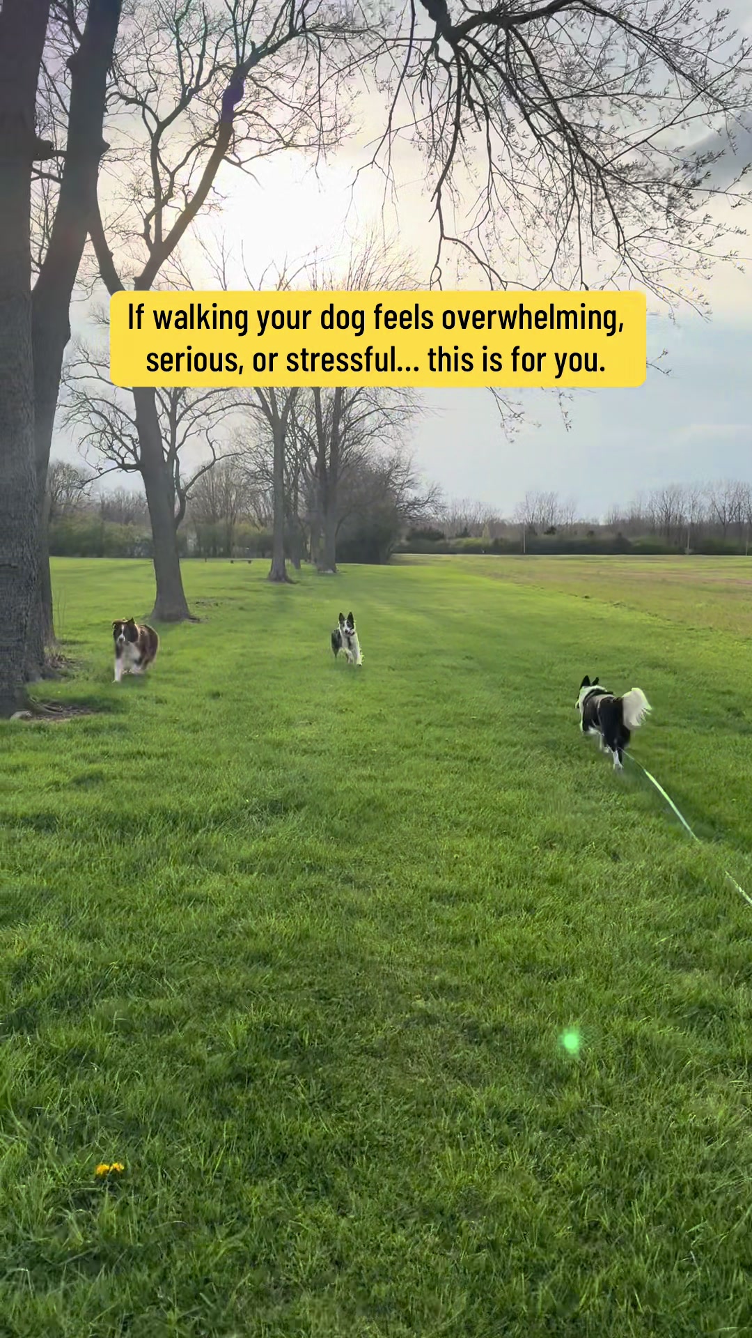 @Exploring K9 Training