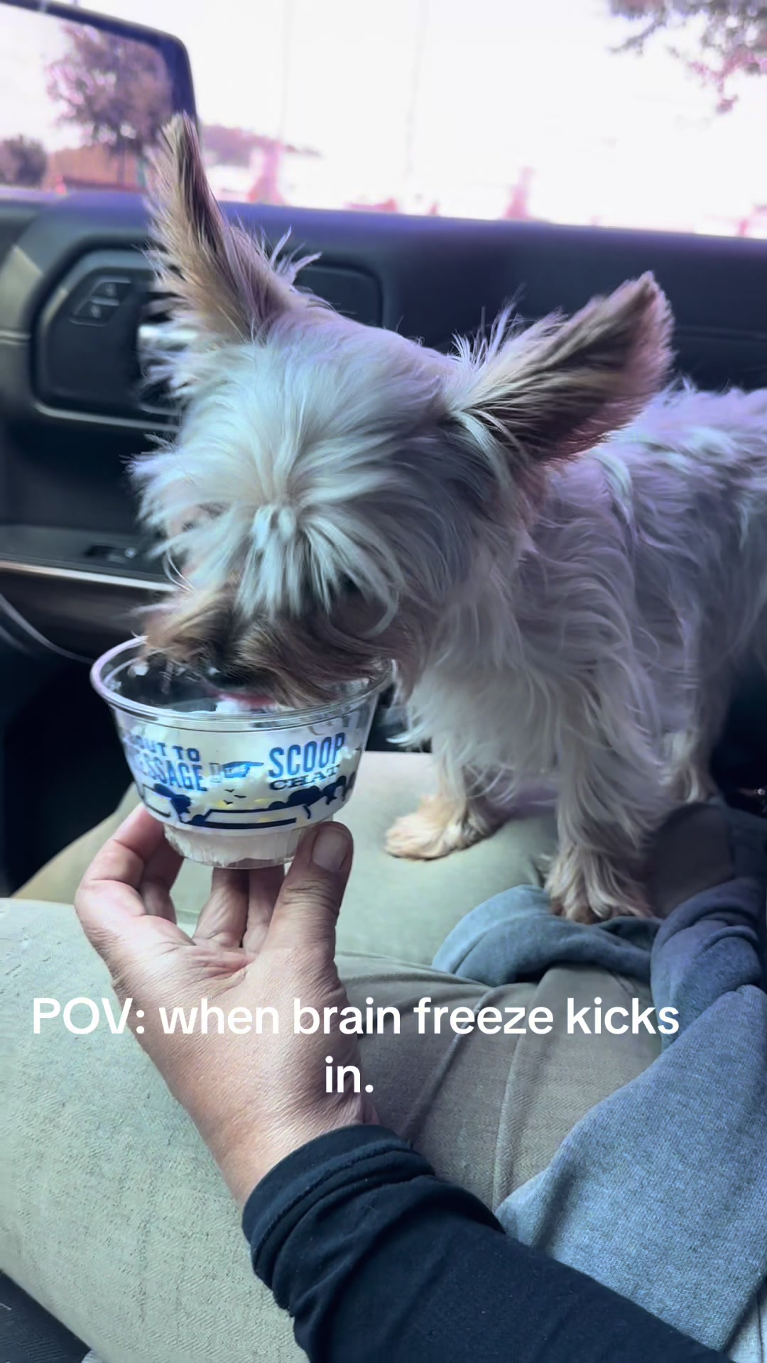 @Penny the Yorkie