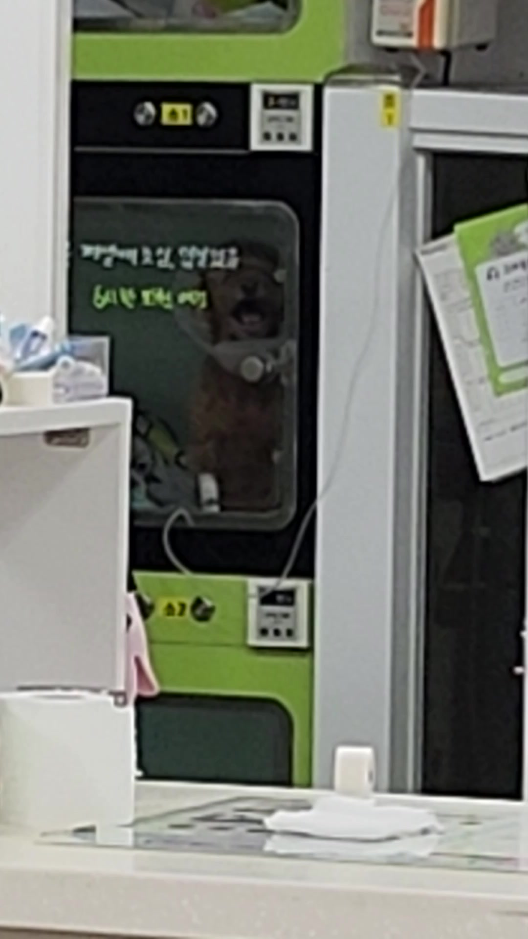@몽이쒸네~푸들