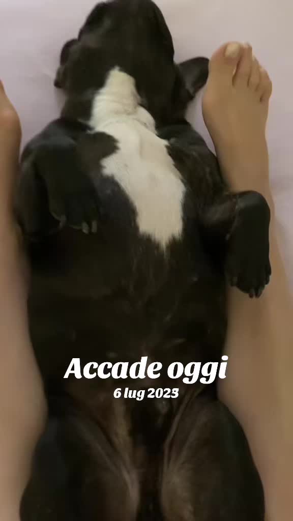 @Apolide