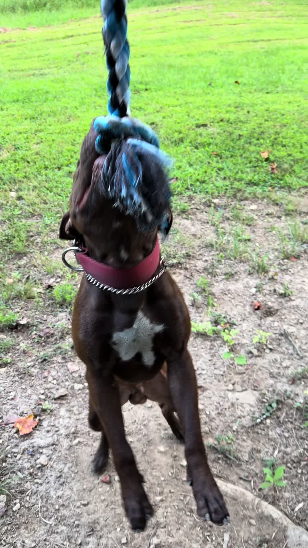@WorldGoneMadKennels
