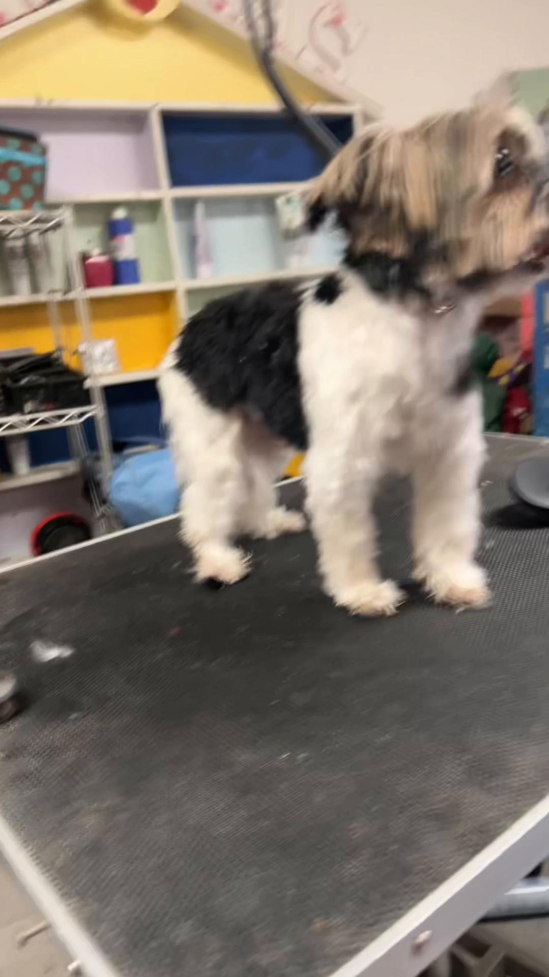 @Doggie Dog World