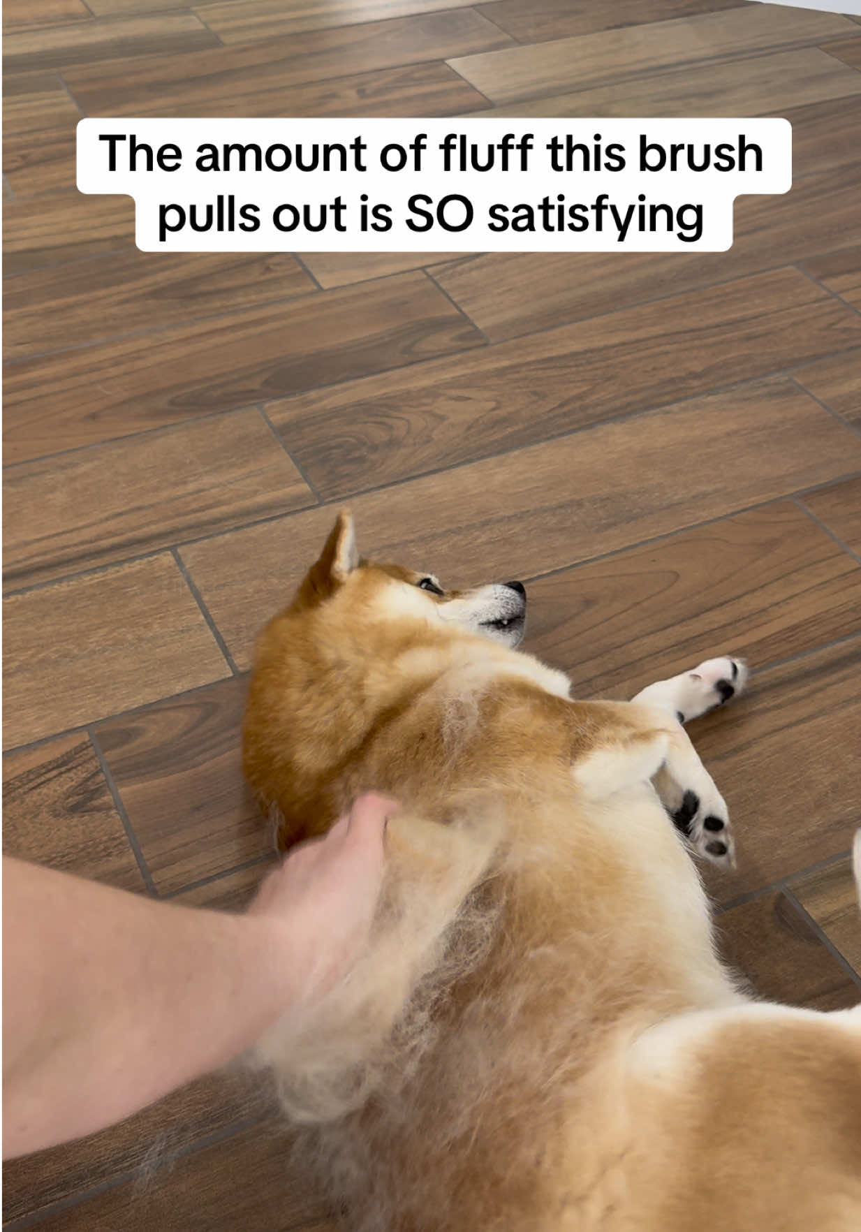 @Flock of Shibas 🐕🐕🐕