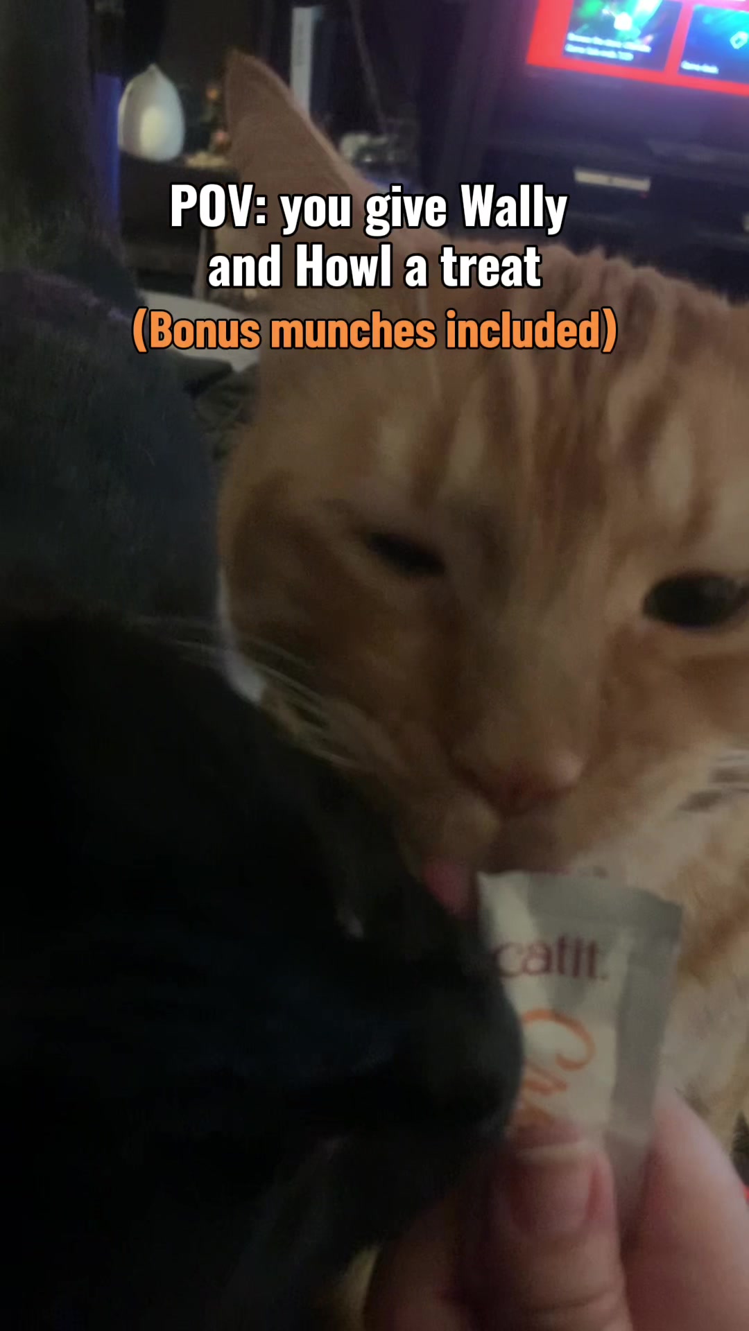 @diycatgeek (Wally & Howl)