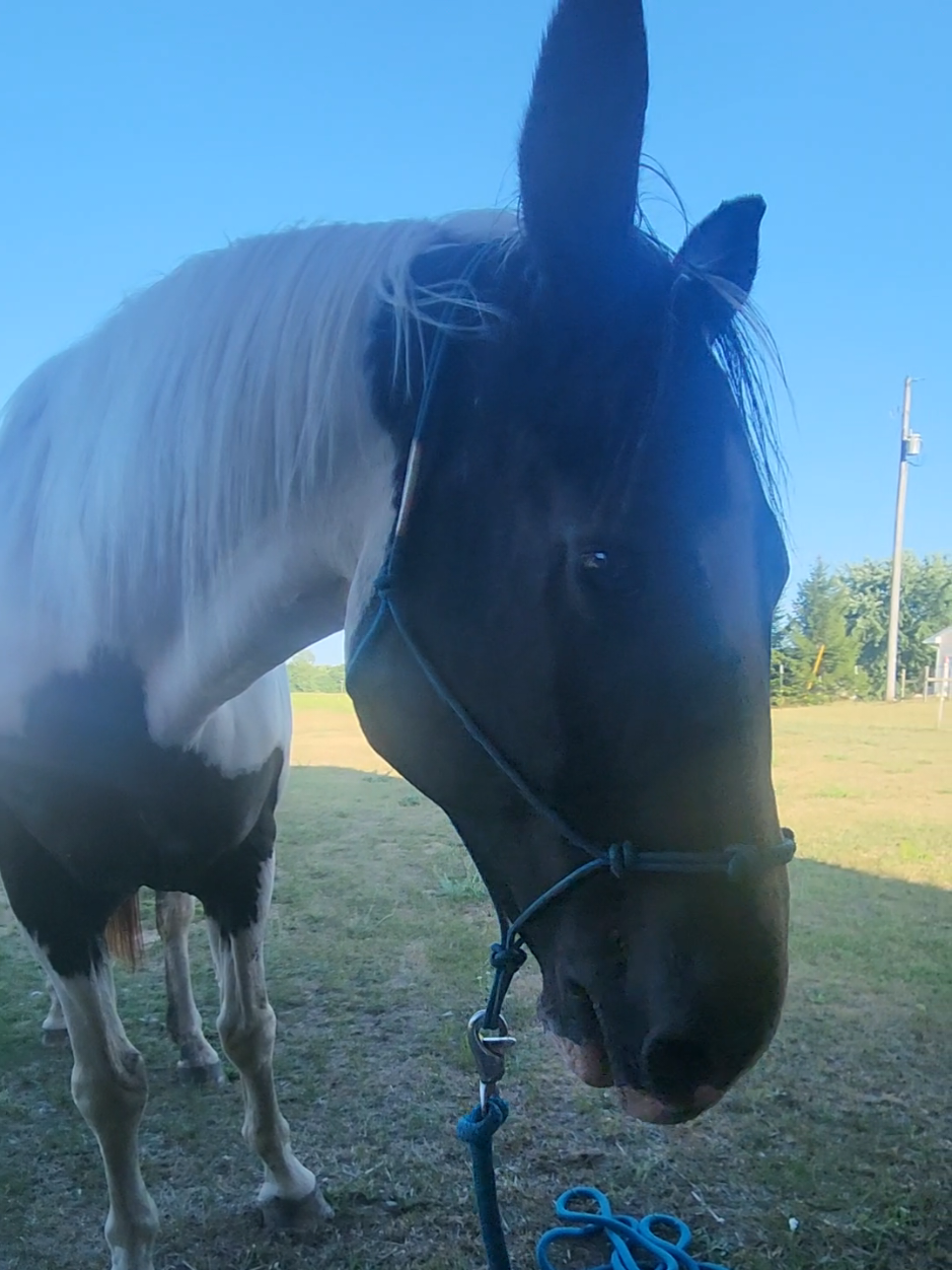 @minihorsemomandtrainer🐴🐴🐴🐴