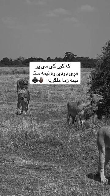 @🥷🏿کــــپــــچــــه🥷🏿