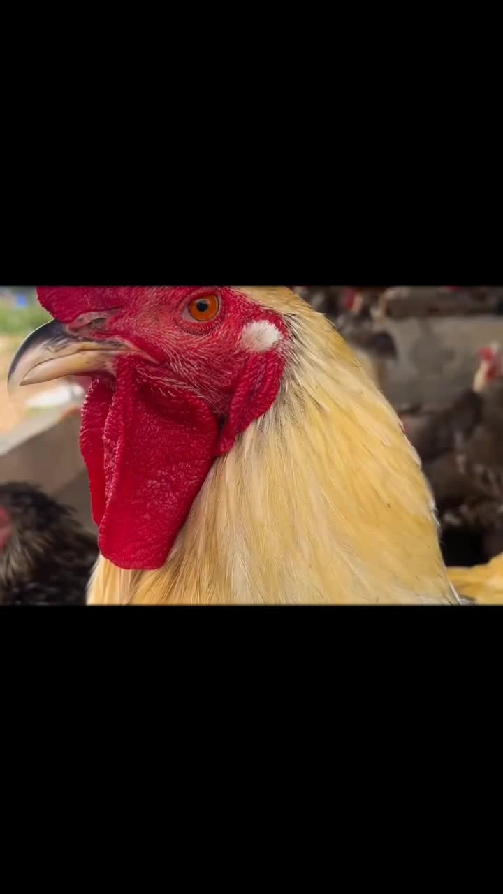 @NDIAYE-BREEDING 🐔