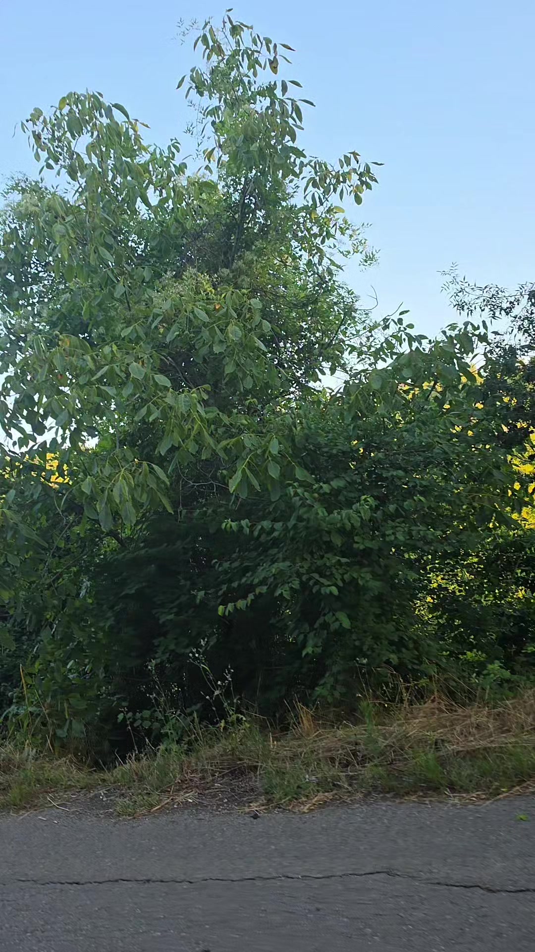 @Şenay hayat