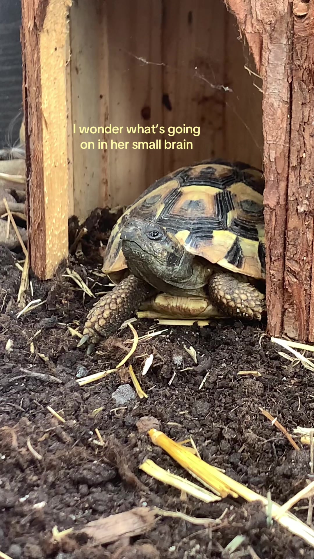 @🕷️Eliah&mdash;🐌