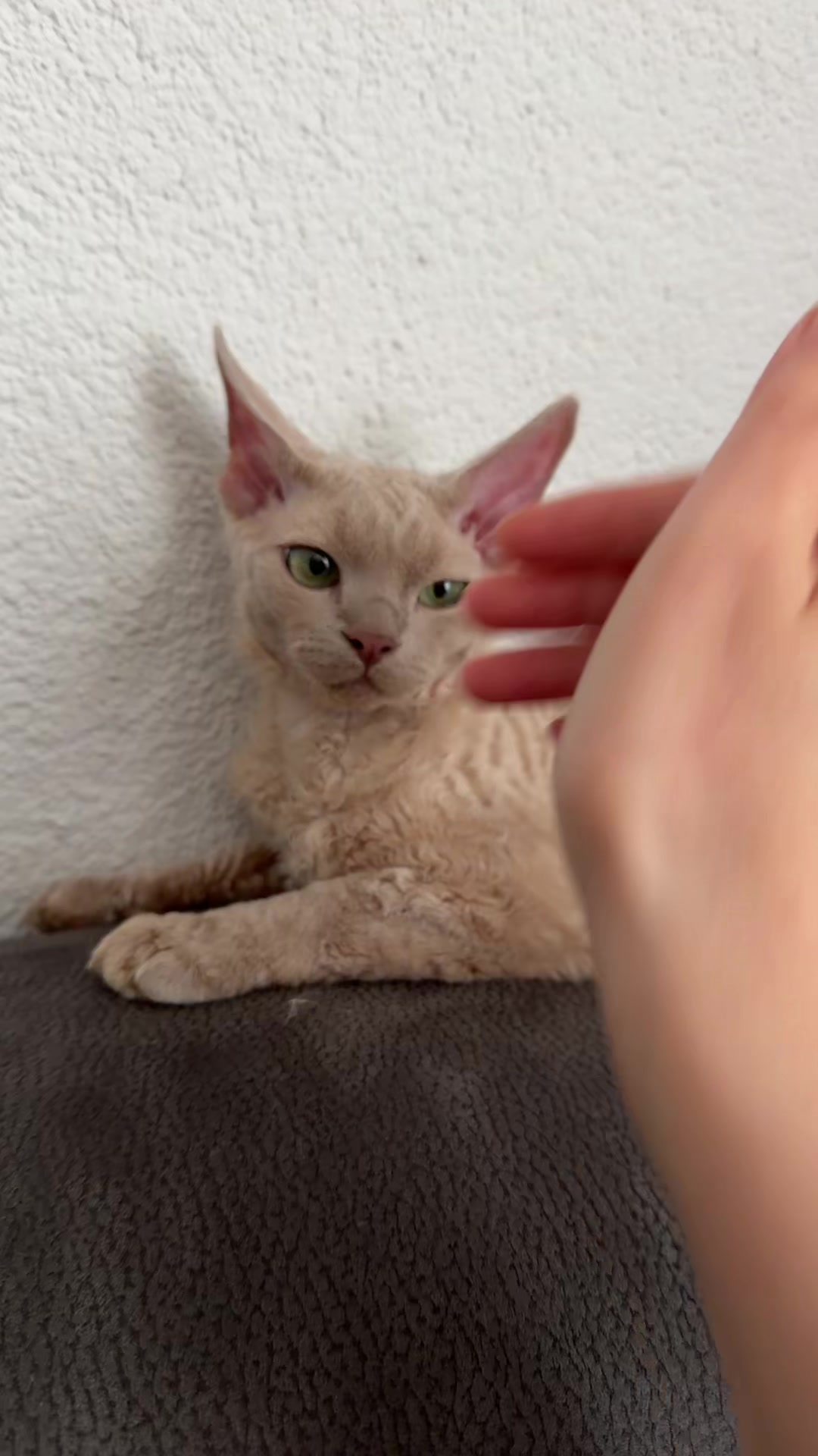 @TugbasCats