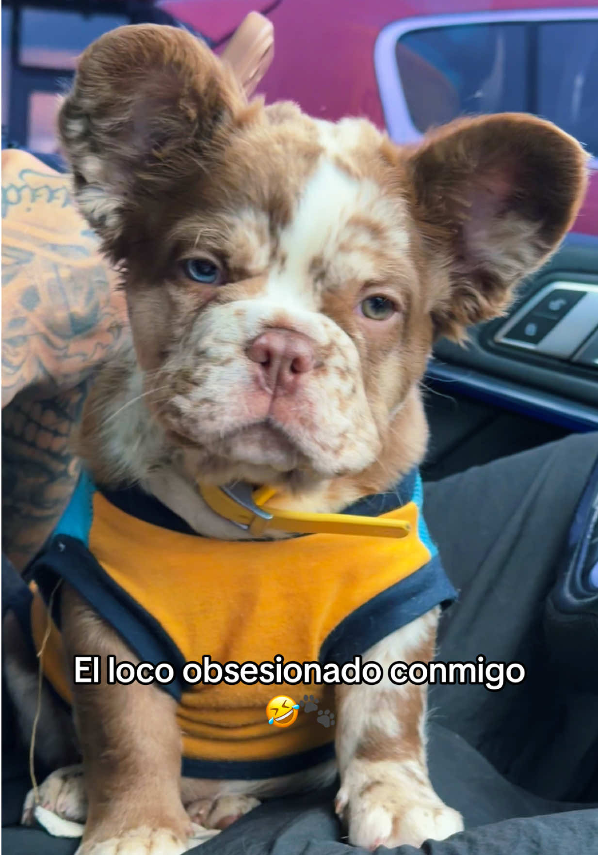 @yelenysmp