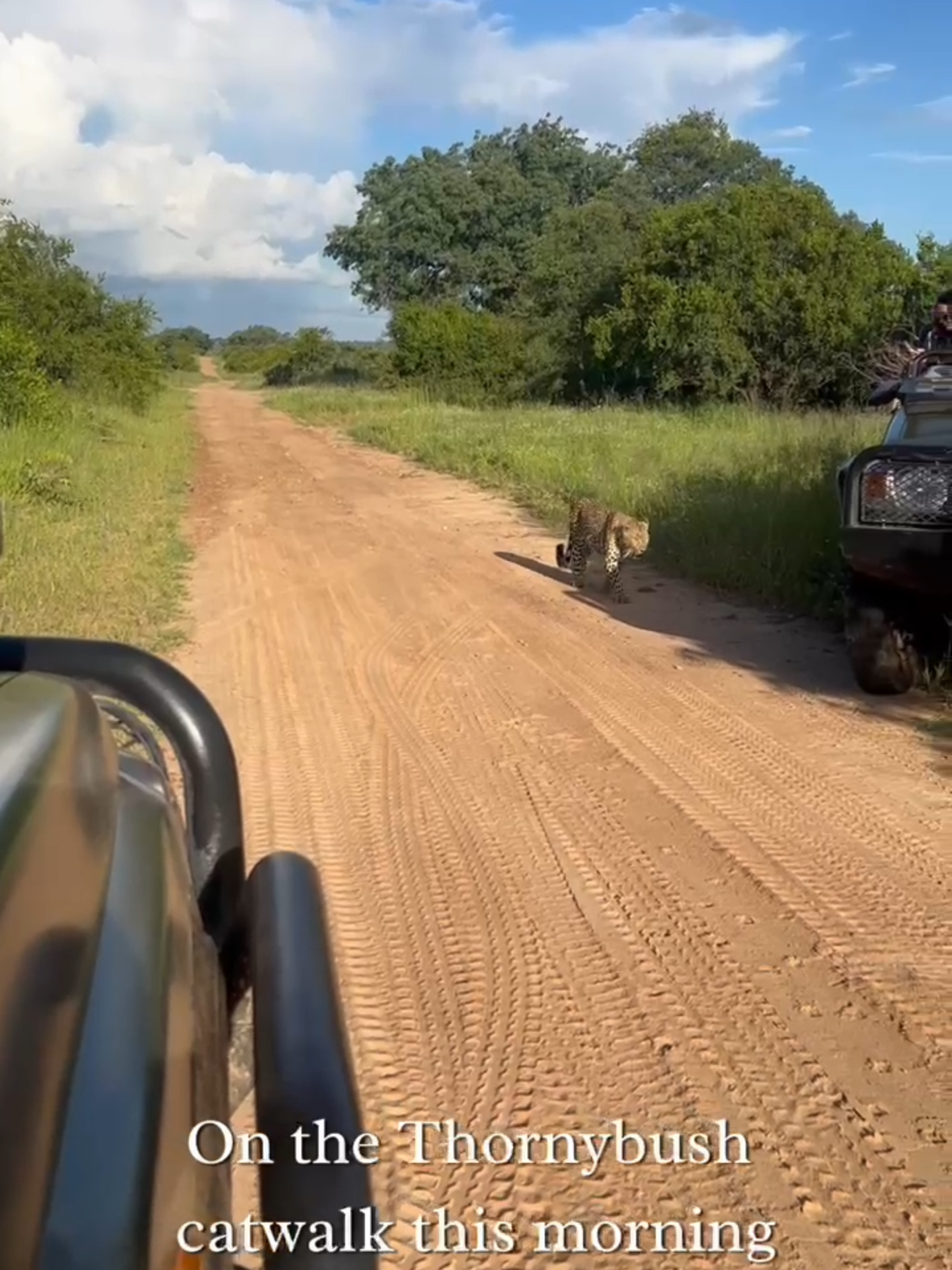 @Thornybush