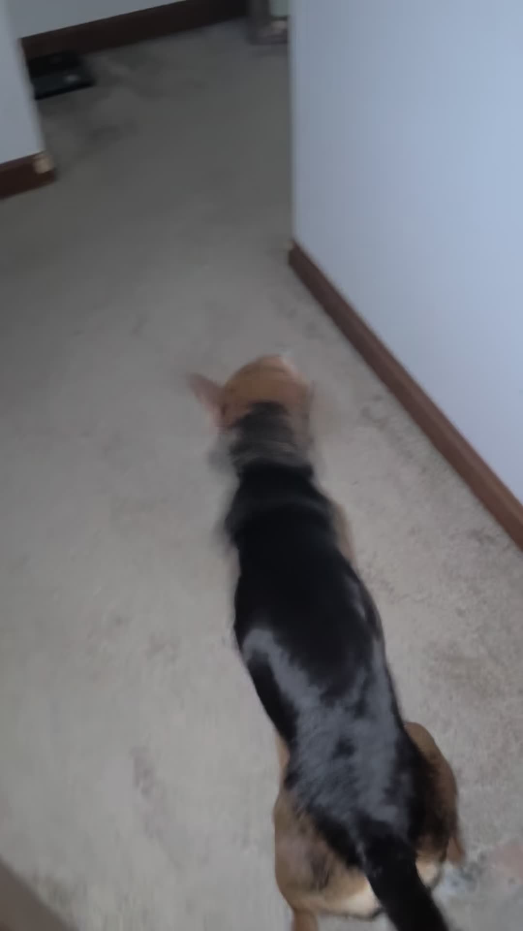 @ThatBeagleGus
