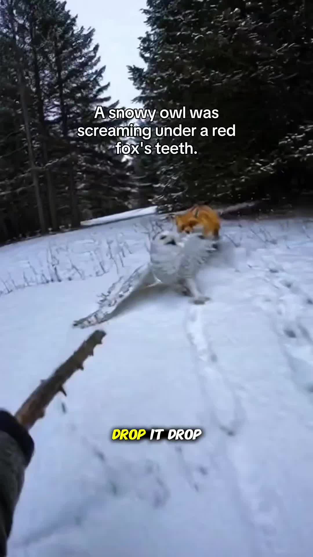 @WildwonderzZzz