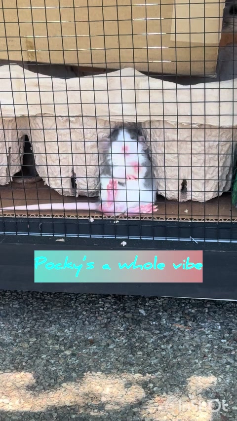 @Nosies and Toesies Rattery