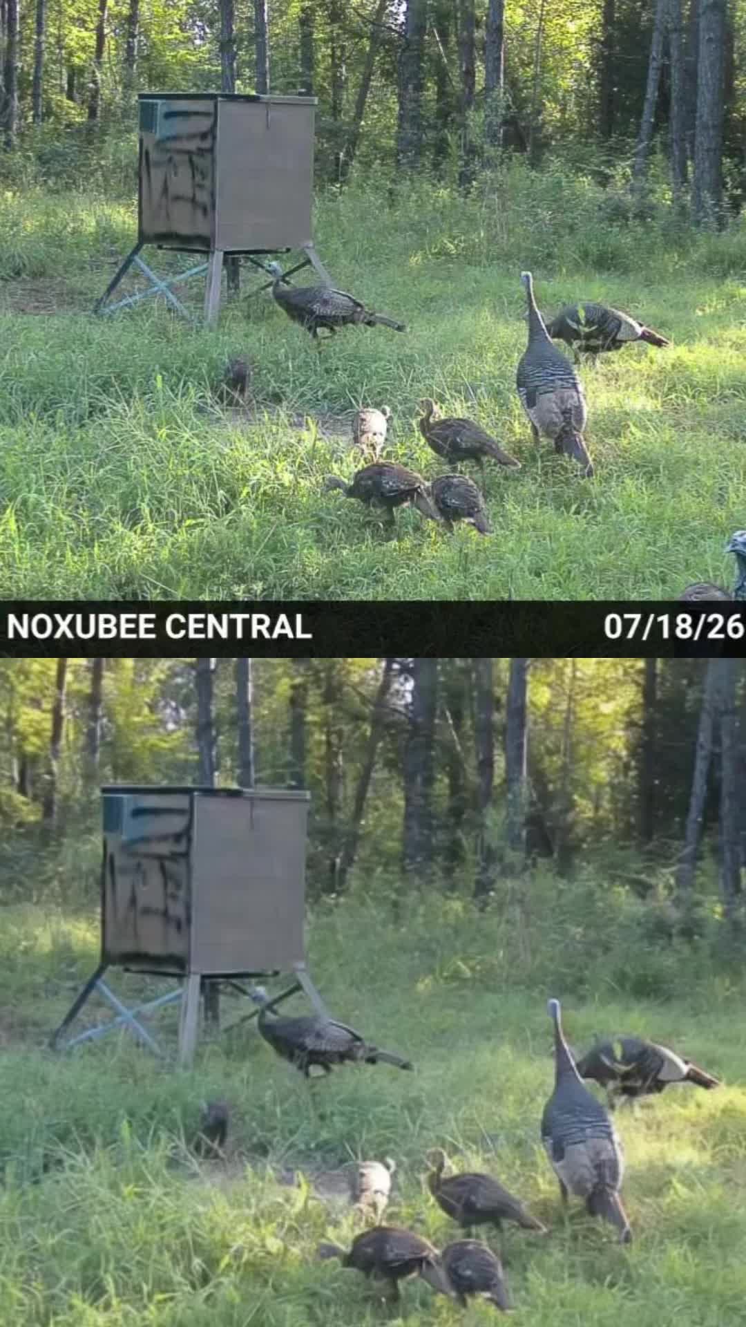 @Ridge Rock Hunt Company