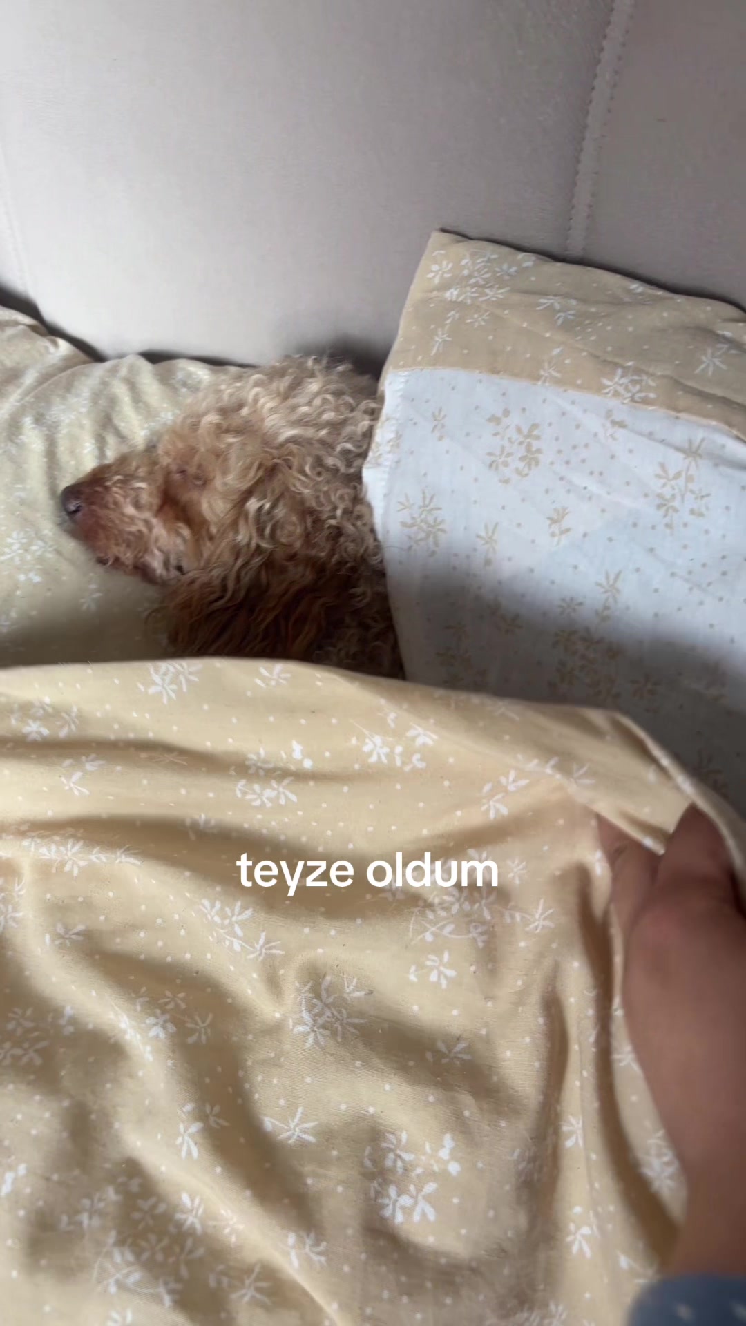 @şev