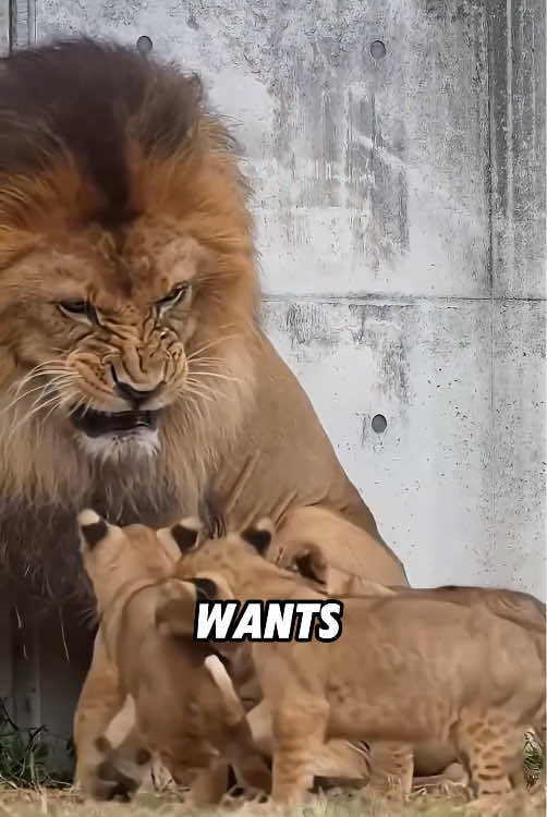 @ZoomieZoo