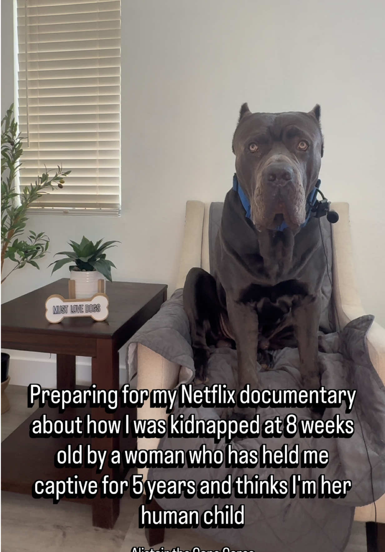 @Alistair the Cane Corso