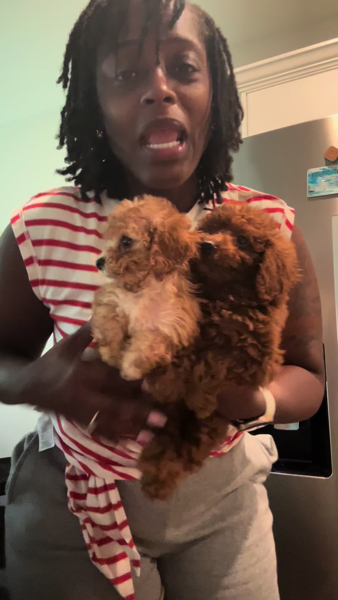 @Shortcake_kennel_2