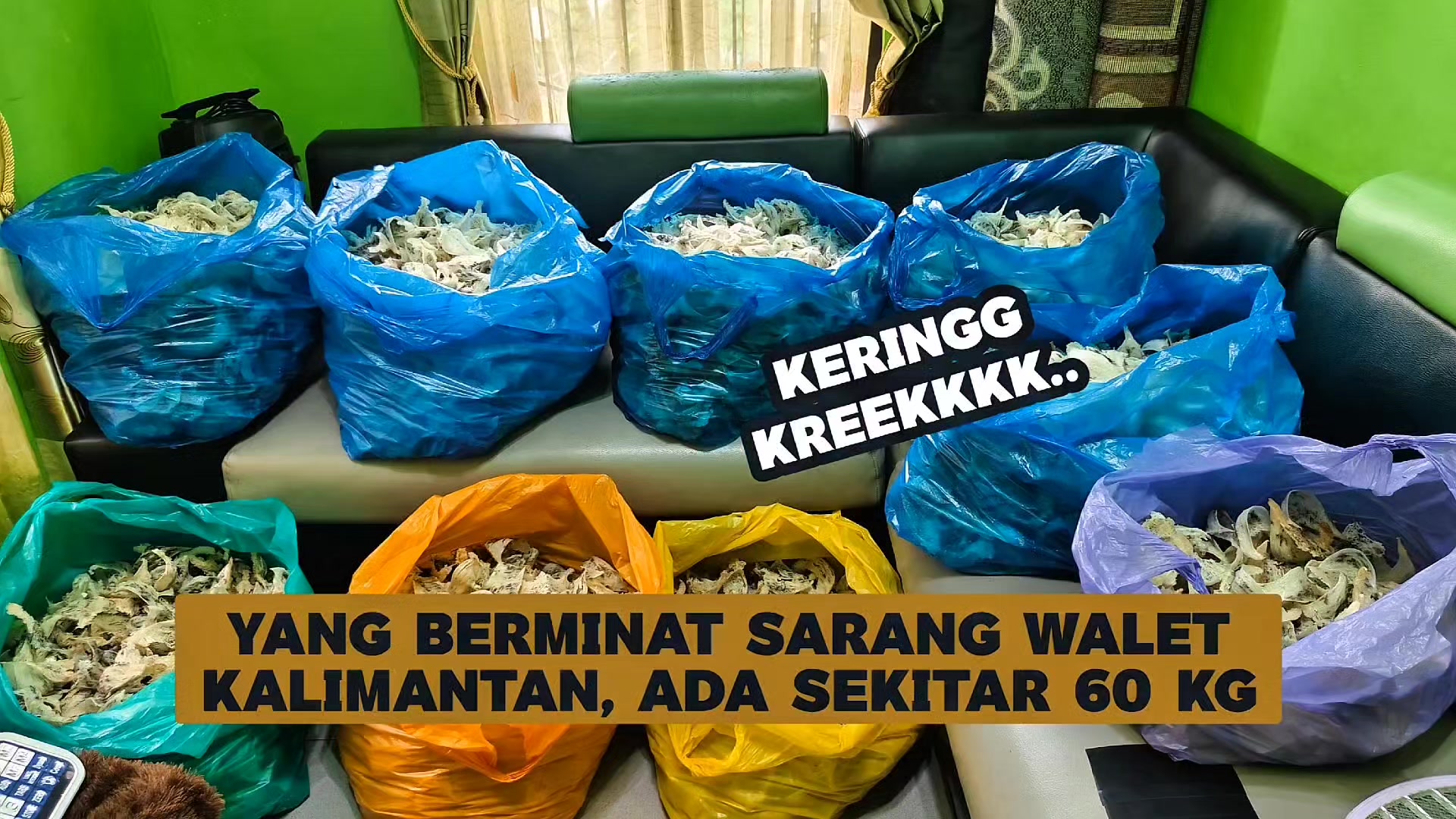 @Walet Rimba Kalimantan