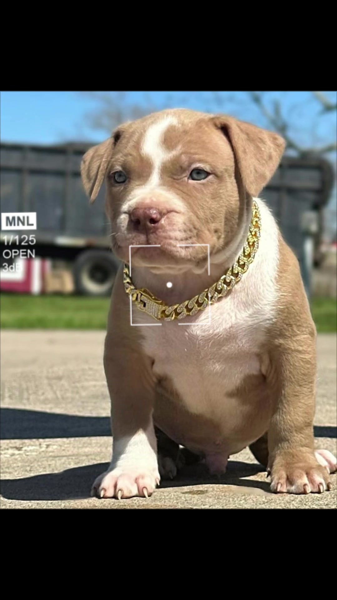 @🐾 Boundless Bullies 🐾