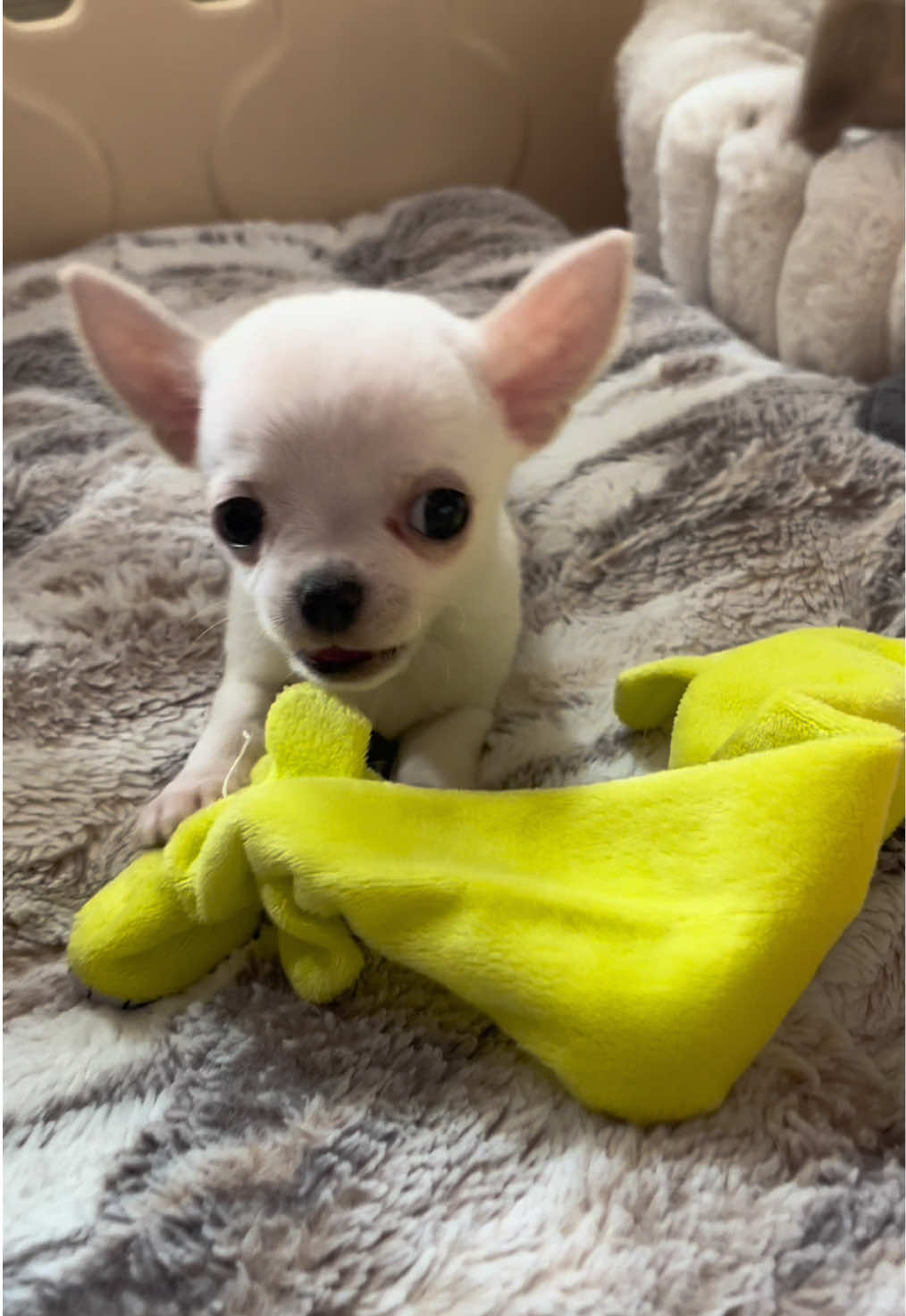 @Danielle |(chihuahua)mama 🐕🩵